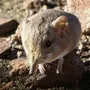 Мышь с длинным носом