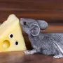 Мышка С Сыром Картинка