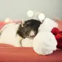 Спящая Мышь