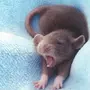 Спящая Мышь