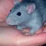 Мышь дамбо