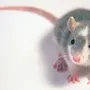 Мышь дамбо