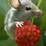 Мышь В Малине Картинка