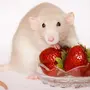 Мышь в малине картинка
