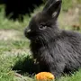 Черный кролик символ 2023