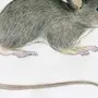 Мышь картинки нарисованные