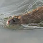 Водяная мышь