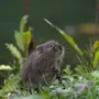 Водяная мышь