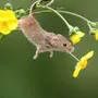 Водяная Мышь