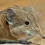 Мышь с длинным носом и название