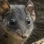Мышь с длинным носом и название
