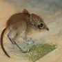 Мышь Землеройка