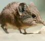 Мышь Землеройка