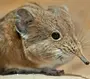 Мышь землеройка