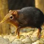 Мышь землеройка