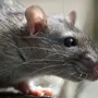 Мышь домовая серая