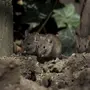 Мышь домовая серая