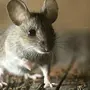 Мышь Домовая Серая