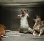 Мышь Картинки Прикольные