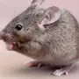 Фотка Мышки