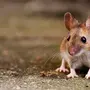 Фотка мышки