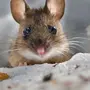 Фотка мышки