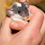 Картинка Маленькой Мышки