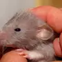 Картинка Маленькой Мышки