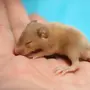 Картинка маленькой мышки