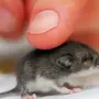 Картинка маленькой мышки