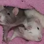 Милая Мышь