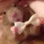 Смешные мыши