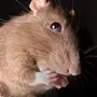 Смешные Мыши