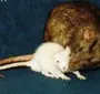 Мышь И Крыса