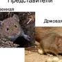 Мышь И Крыса