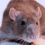 Мышь и крыса