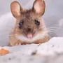 Мышь зимой
