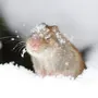 Мышь зимой