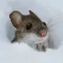 Мышь Зимой