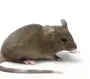 Мышь для детей