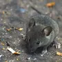 Мышь городская
