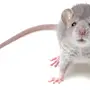 Картинка мышь на белом фоне