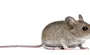 Картинка Мышь На Белом Фоне