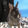 Год водяного кролика
