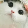Фотки самых милых кошек