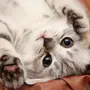 Фотки самых милых кошек