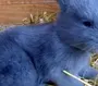 Голубой Водяной Кролик 2023 Картинки