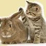 Год кота и кролика картинки