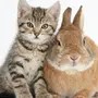 Год кота и кролика картинки