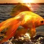 Золотая Рыбка В Воде